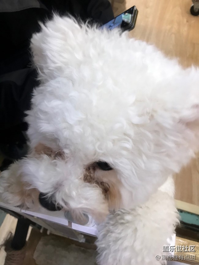 聚餐、擼狗活動之回顧篇