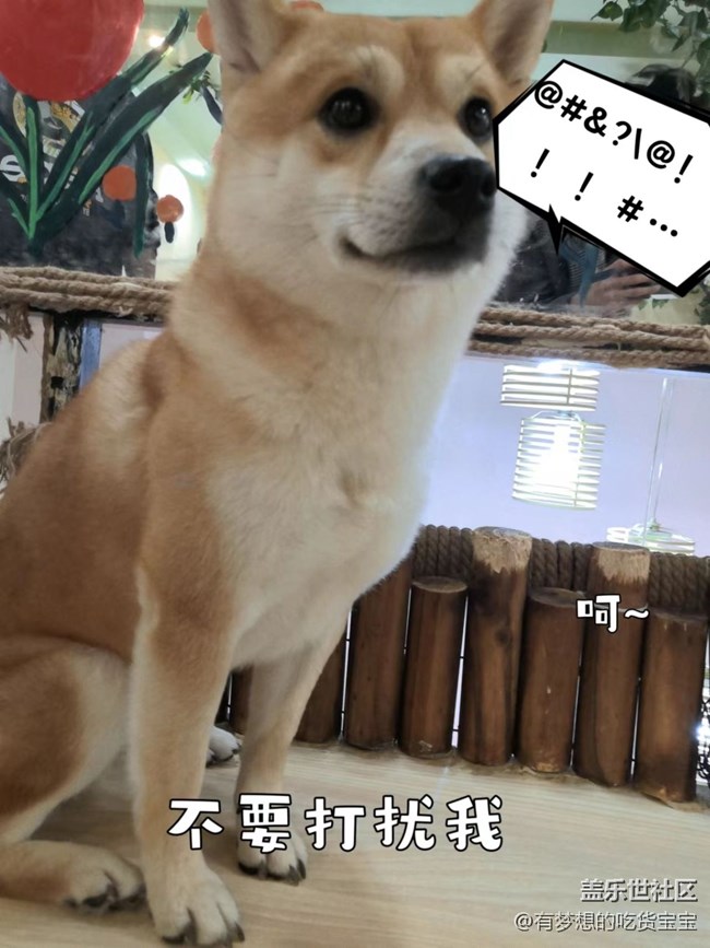 沈陽(yáng)星部落擼狗攝影&聚餐回顧貼 沈陽(yáng)星部落擼狗攝影&聚餐回顧貼