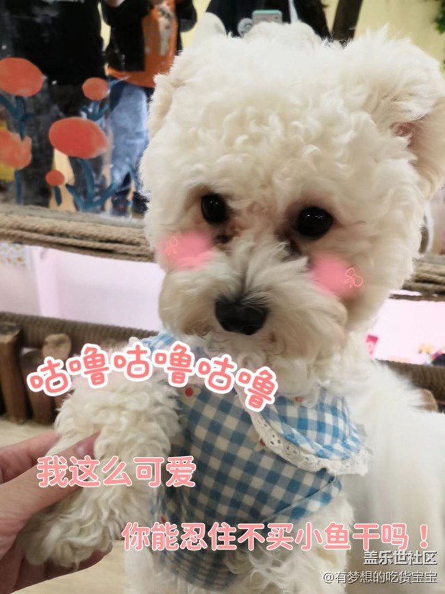 沈陽(yáng)星部落擼狗攝影&聚餐回顧貼 沈陽(yáng)星部落擼狗攝影&聚餐回顧貼