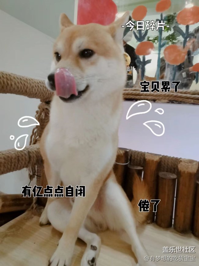 沈陽(yáng)星部落擼狗攝影&聚餐回顧貼 沈陽(yáng)星部落擼狗攝影&聚餐回顧貼