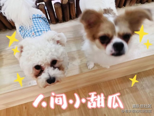 沈陽(yáng)星部落擼狗攝影&聚餐回顧貼 沈陽(yáng)星部落擼狗攝影&聚餐回顧貼