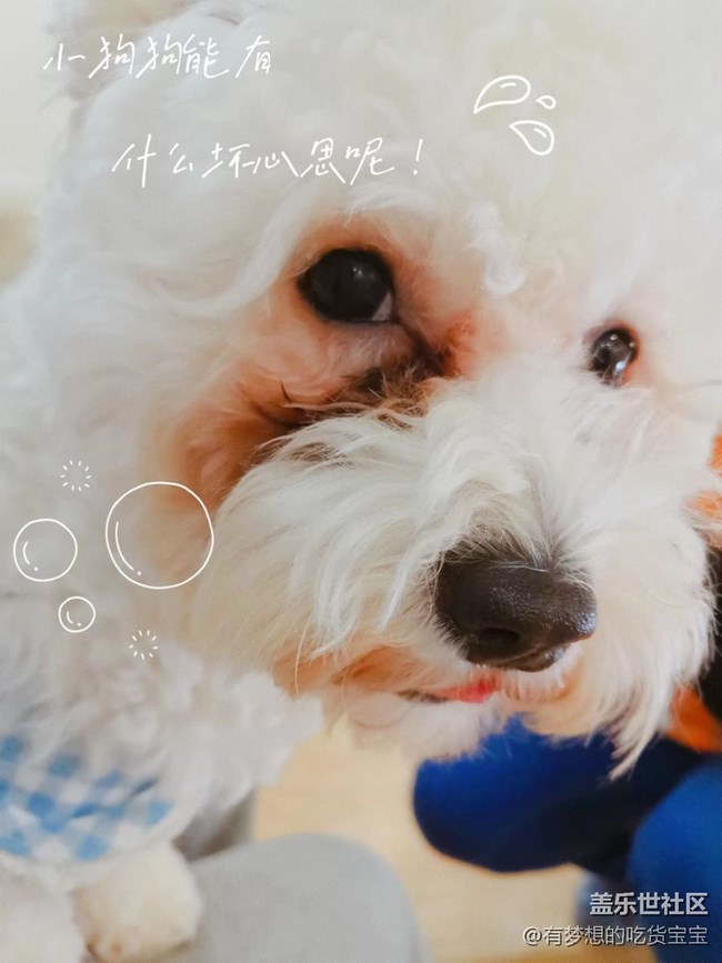 沈陽(yáng)星部落擼狗攝影&聚餐回顧貼 沈陽(yáng)星部落擼狗攝影&聚餐回顧貼