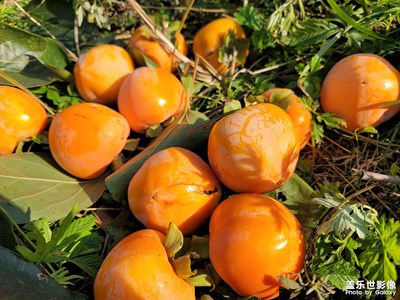 柿子紅了