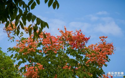 忽如遠(yuǎn)行