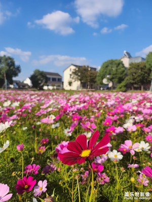 花兒