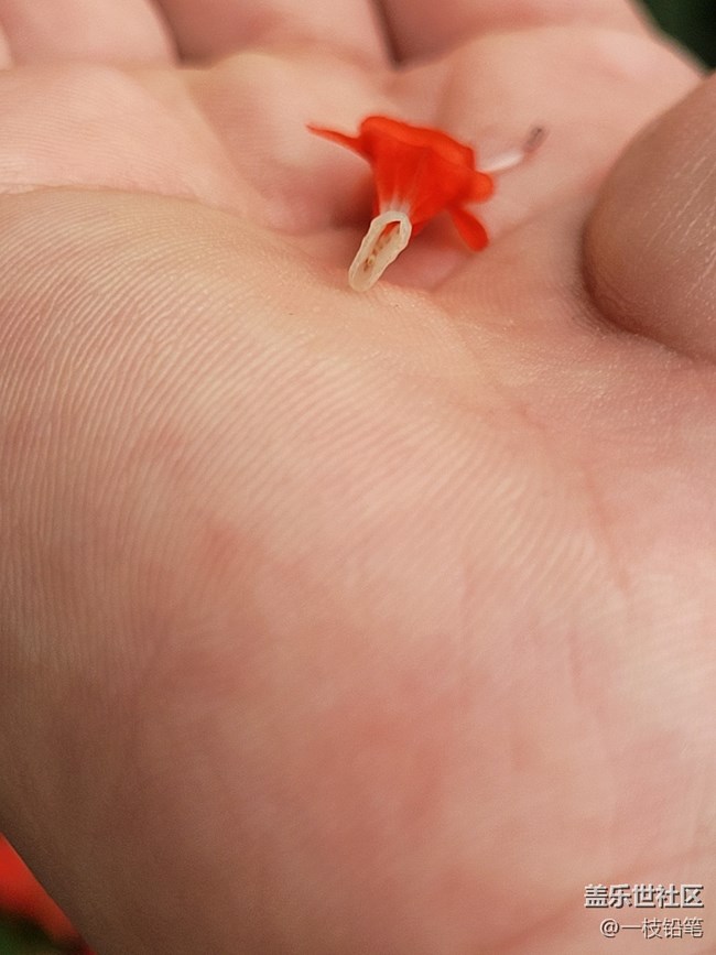 【秋色宜人】 串串紅