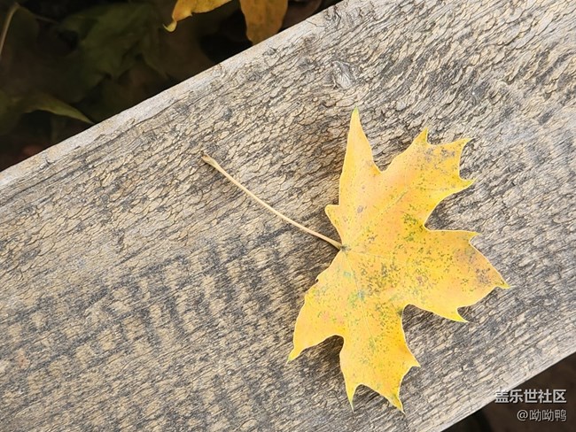 【深秋之時(shí)】一葉知秋