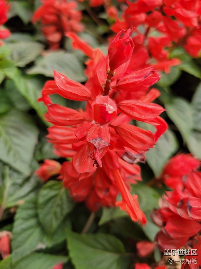 【秋色宜人】 串串紅