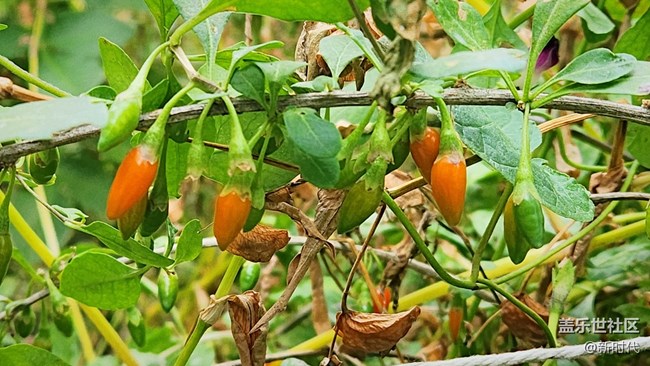 【秋色宜人】小辣椒