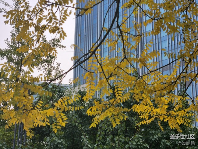 【秋色宜人】葉子黃了