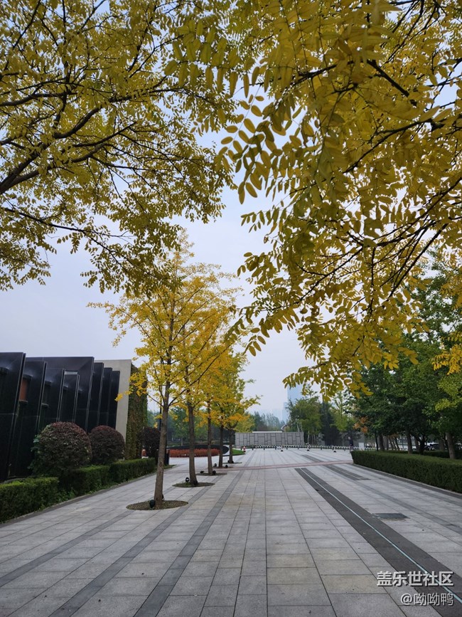 【秋色宜人】葉子黃了