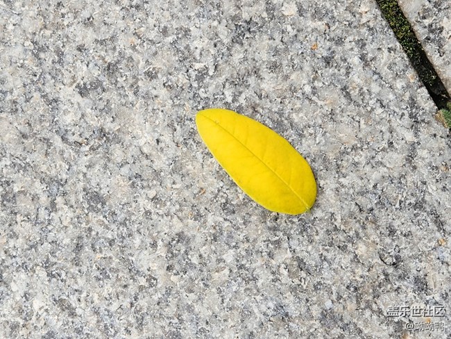 【秋色宜人】葉子黃了