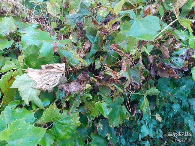 【深秋之時】枯葉越來越多