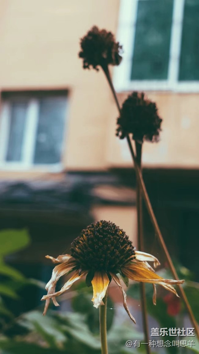 【秋色宜人】 枯萎的花