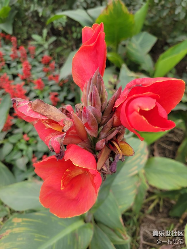 【秋色宜人】 串串紅