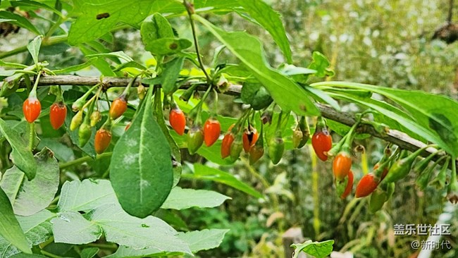 【秋色宜人】小辣椒