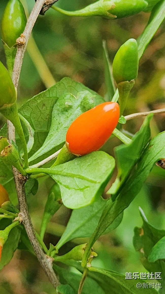 【秋色宜人】小辣椒