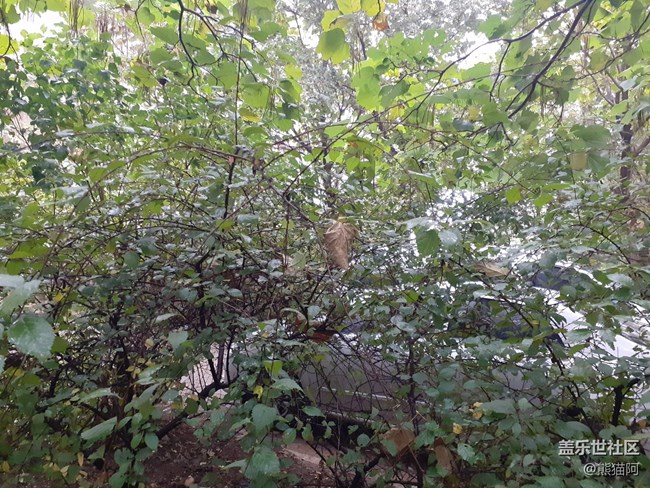 【深秋之時】枯葉越來越多