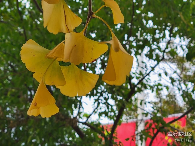 【秋色宜人】 銀杏樹