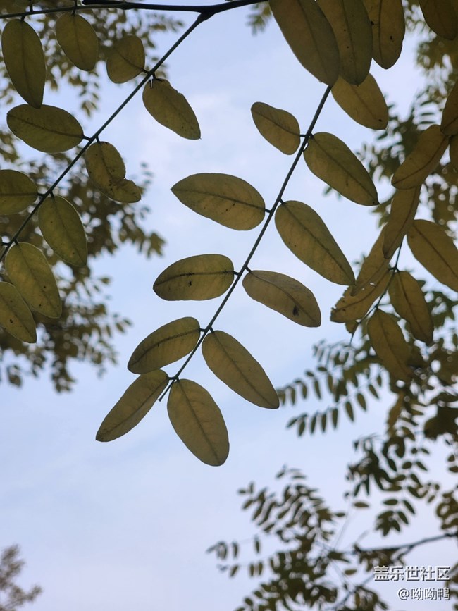 【秋色宜人】葉子黃了