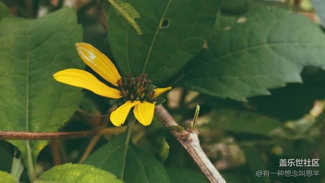【秋色宜人】 枯萎的花