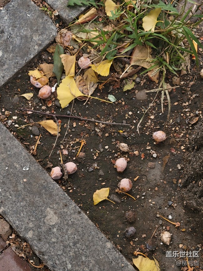 【秋色宜人】 銀杏樹