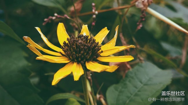 【秋色宜人】 枯萎的花