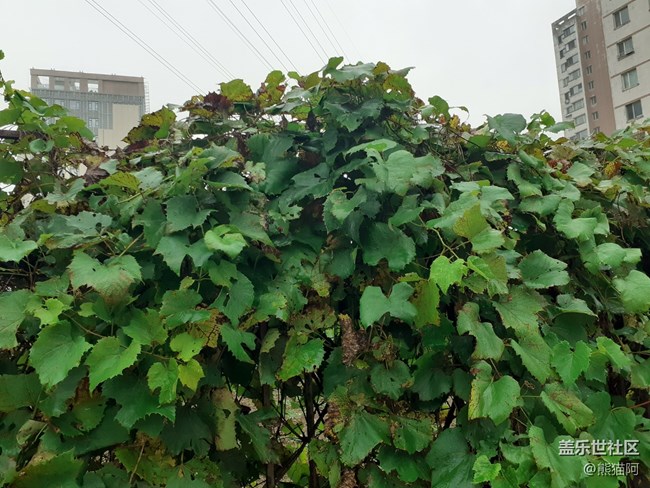 【深秋之時】枯葉越來越多