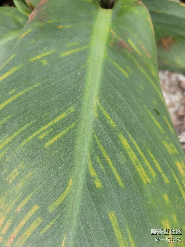 【秋色宜人】 串串紅