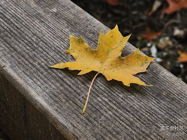 【深秋之時(shí)】一葉知秋