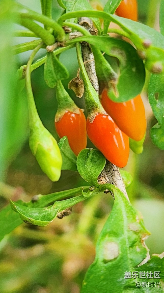 【秋色宜人】小辣椒