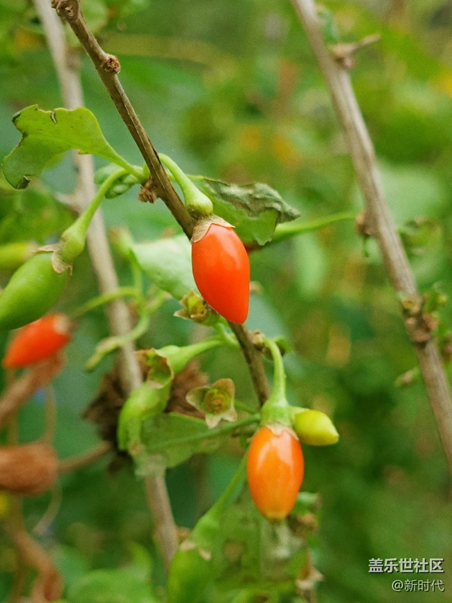 【秋色宜人】小辣椒