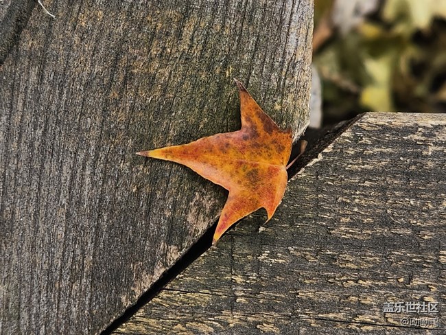 【深秋之時(shí)】一葉知秋