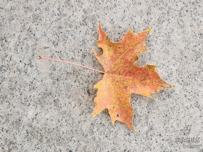 【深秋之時(shí)】一葉知秋