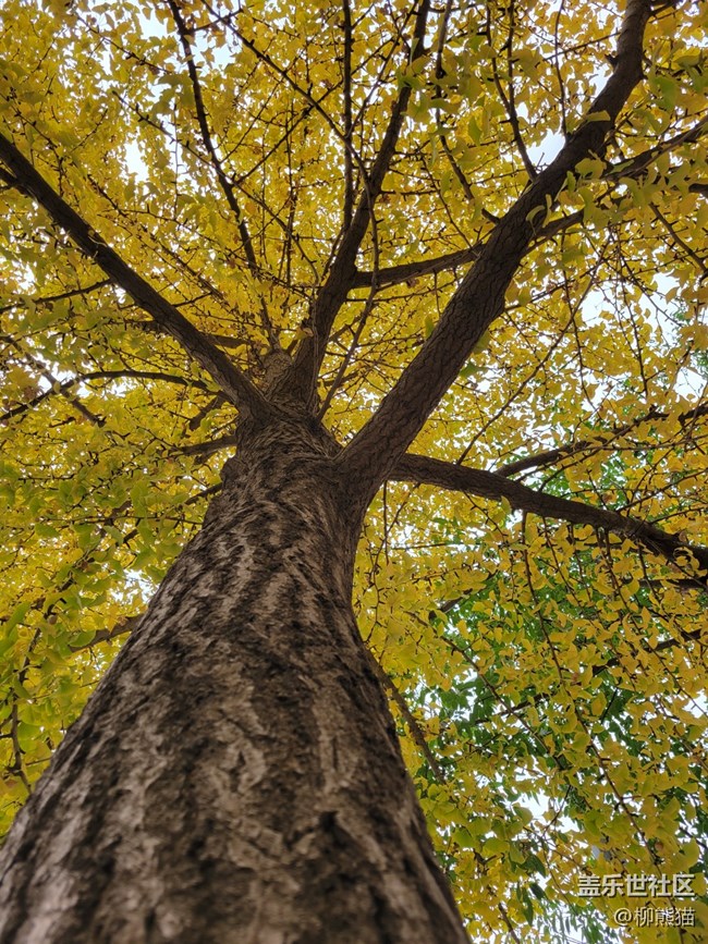 【秋色宜人】 銀杏樹