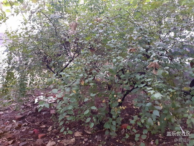 【深秋之時】枯葉越來越多