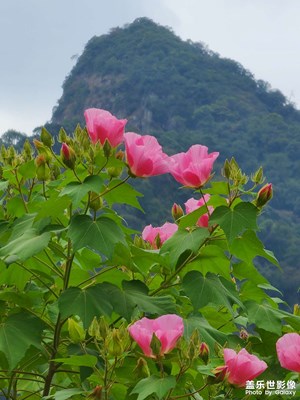 秋風秋水造芙蓉
