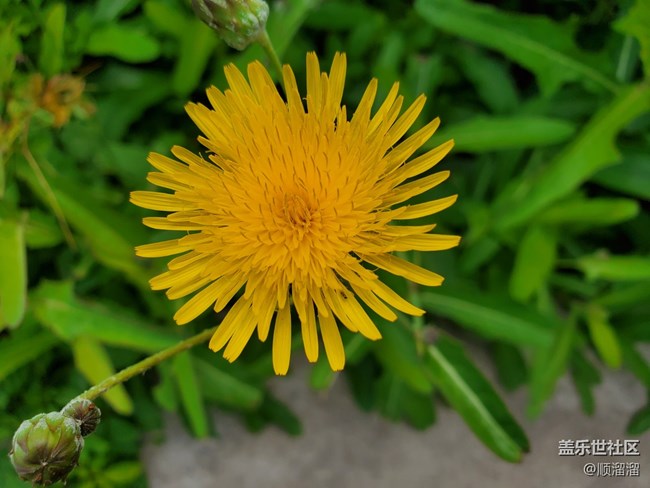 #視角——第一視角帶你看花