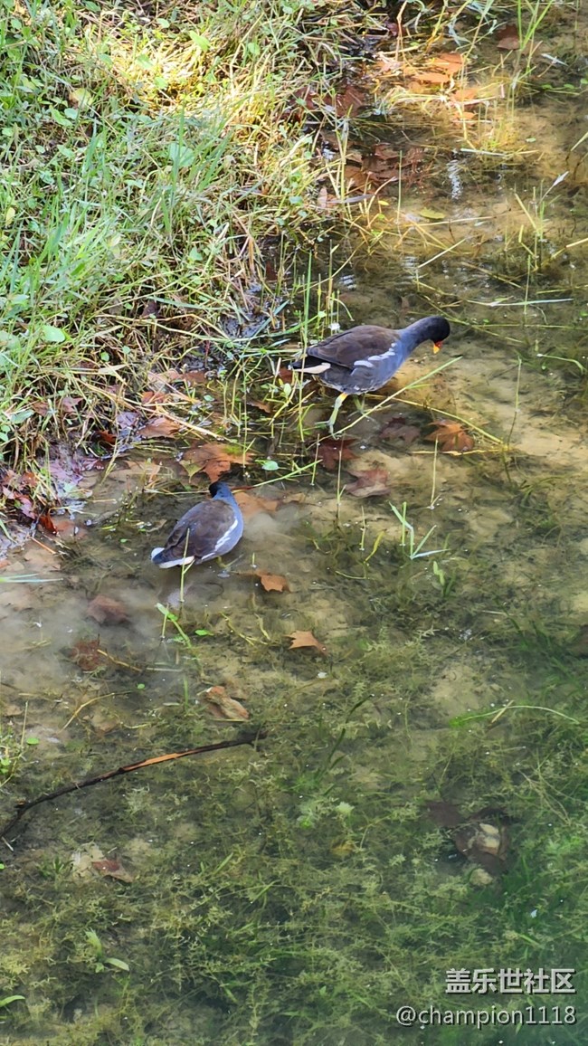 找個圖來發(fā)帖。