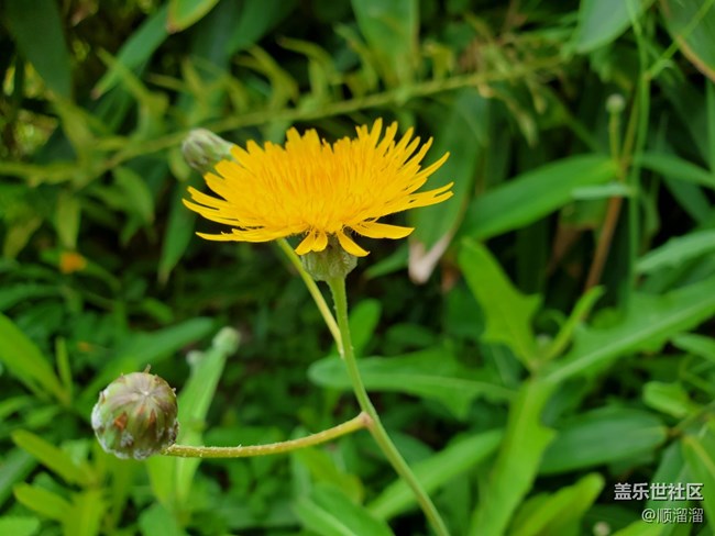 #視角——第一視角帶你看花