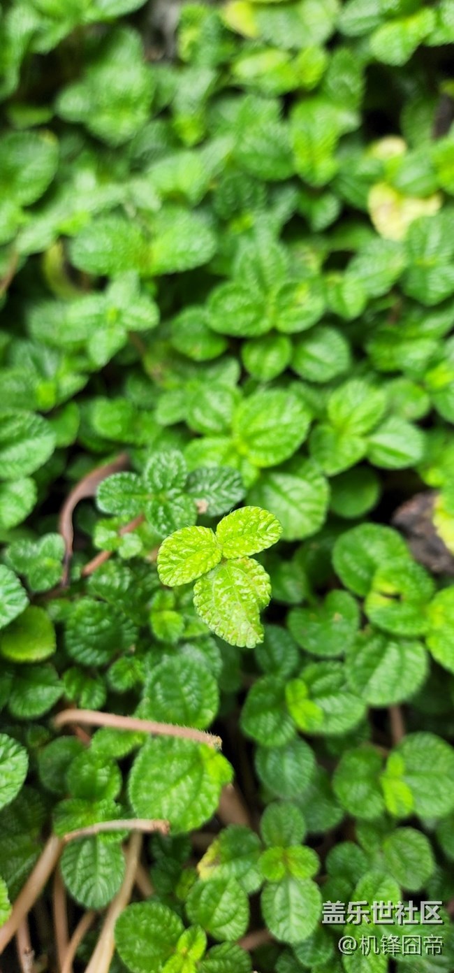 發(fā)點S22ULTRA的樣張。。。囧