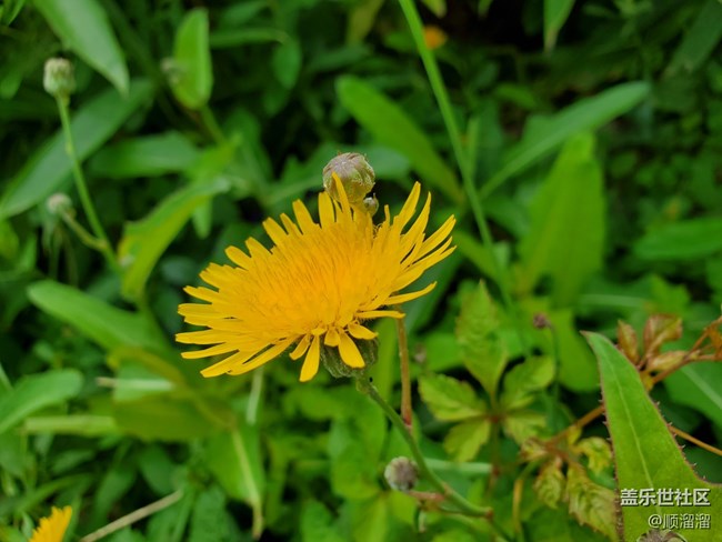 #視角——第一視角帶你看花