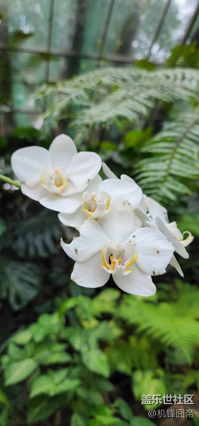 發(fā)點S22ULTRA的樣張。。。囧