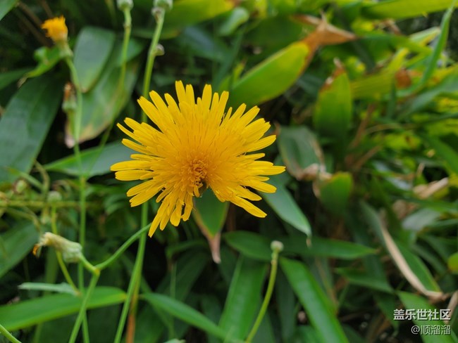 #視角——第一視角帶你看花