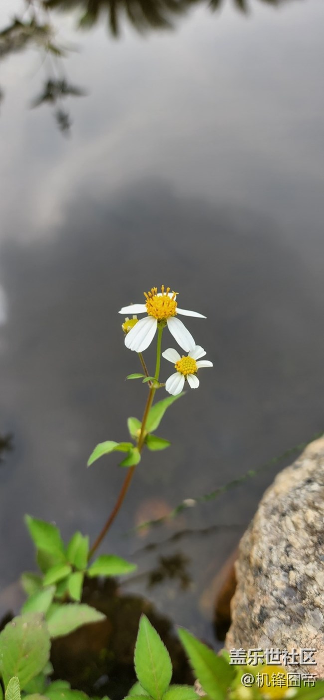 發(fā)點S22ULTRA的樣張。。。囧