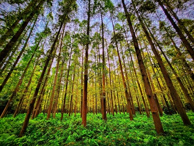 【秋意正濃】+ 沁心棧道