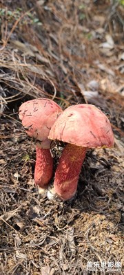 野生菌隨拍