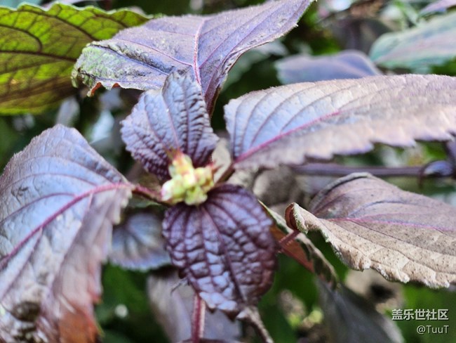 #視角——不知名的植物