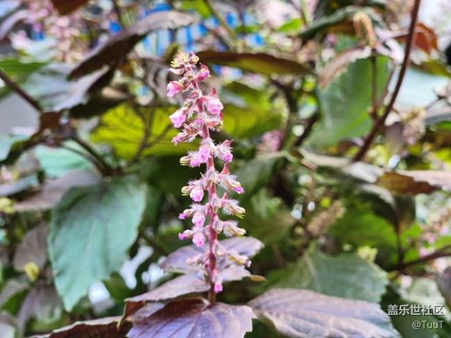 #視角——不知名的植物