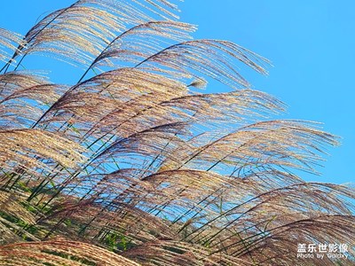 【深秋印象】+ 惱人的秋風(fēng)